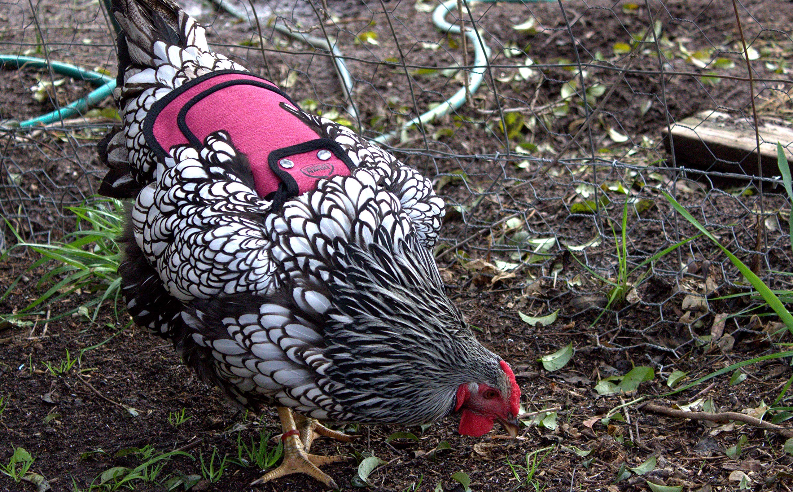Adjustable straps of the Chicken Saddle with metal snaps