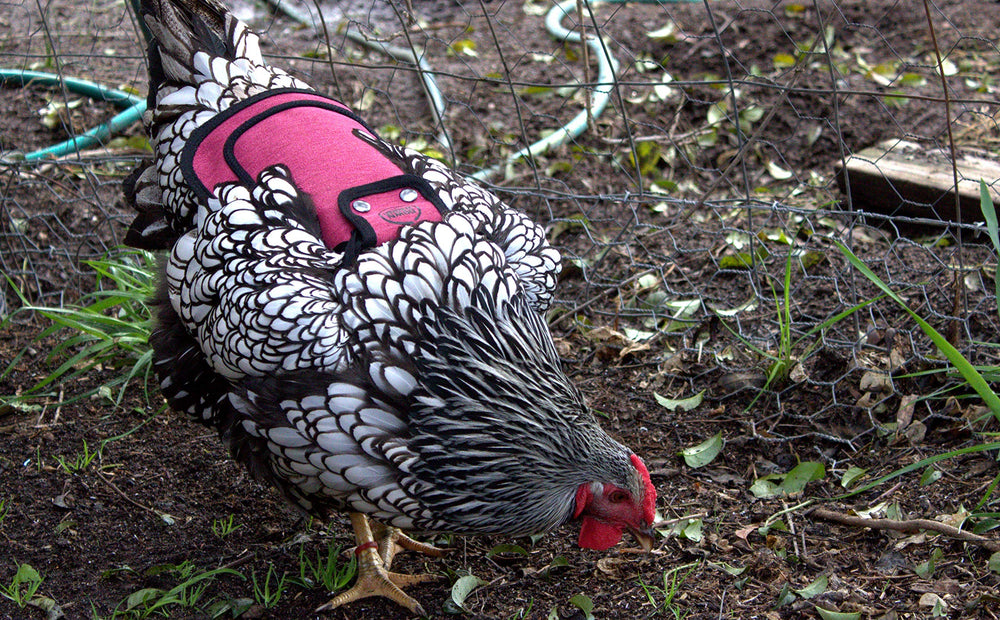 Adjustable straps of the Chicken Saddle with metal snaps