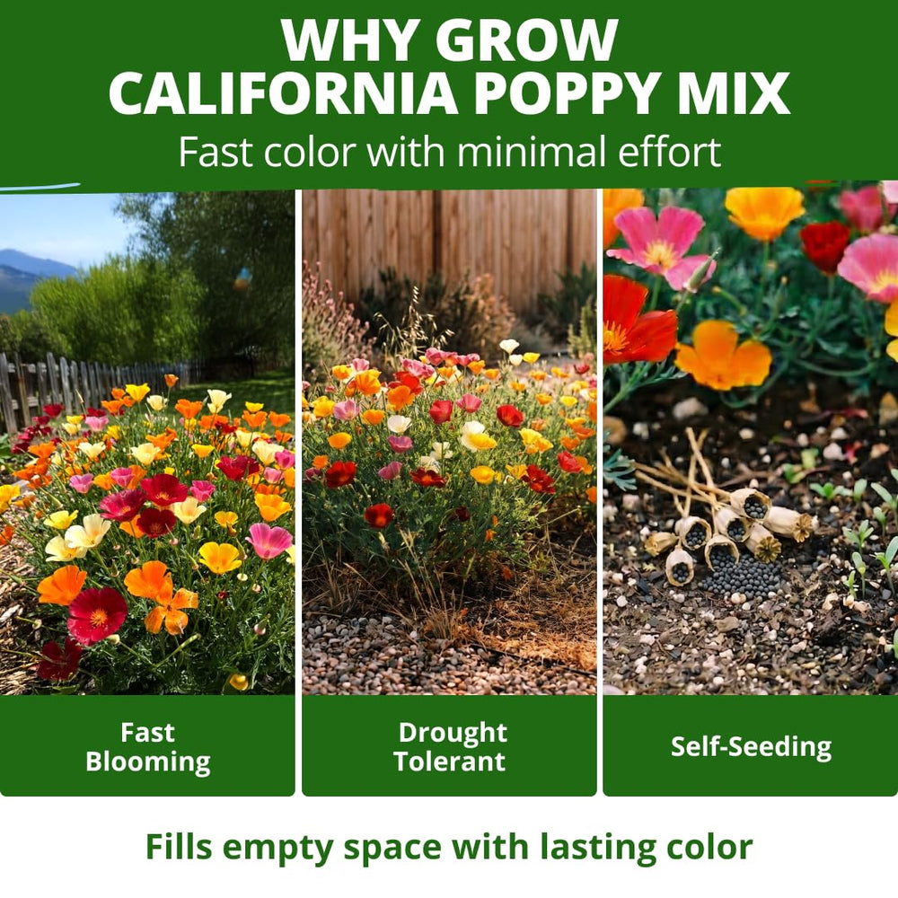 Aerial view of a garden with diverse California Poppy flowers