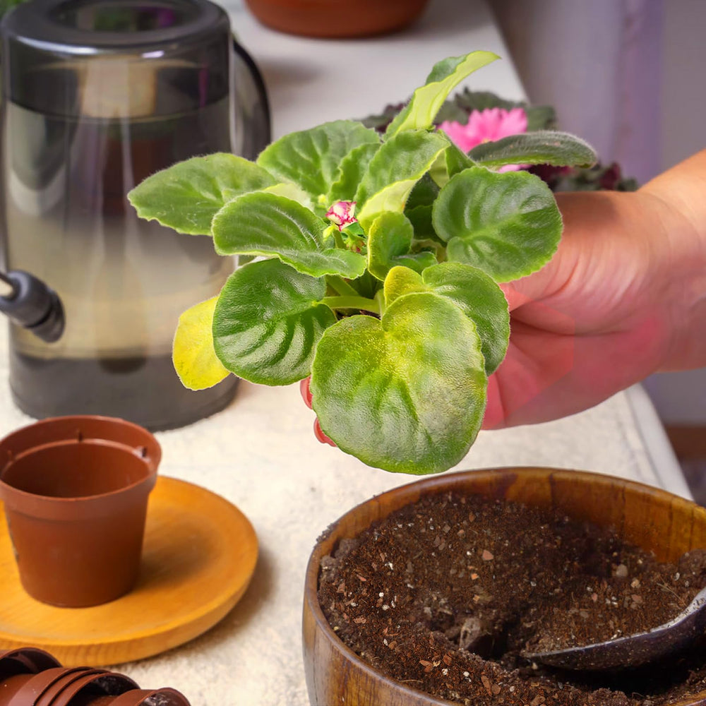 African violets in pots using Omitgoter Potting Soil