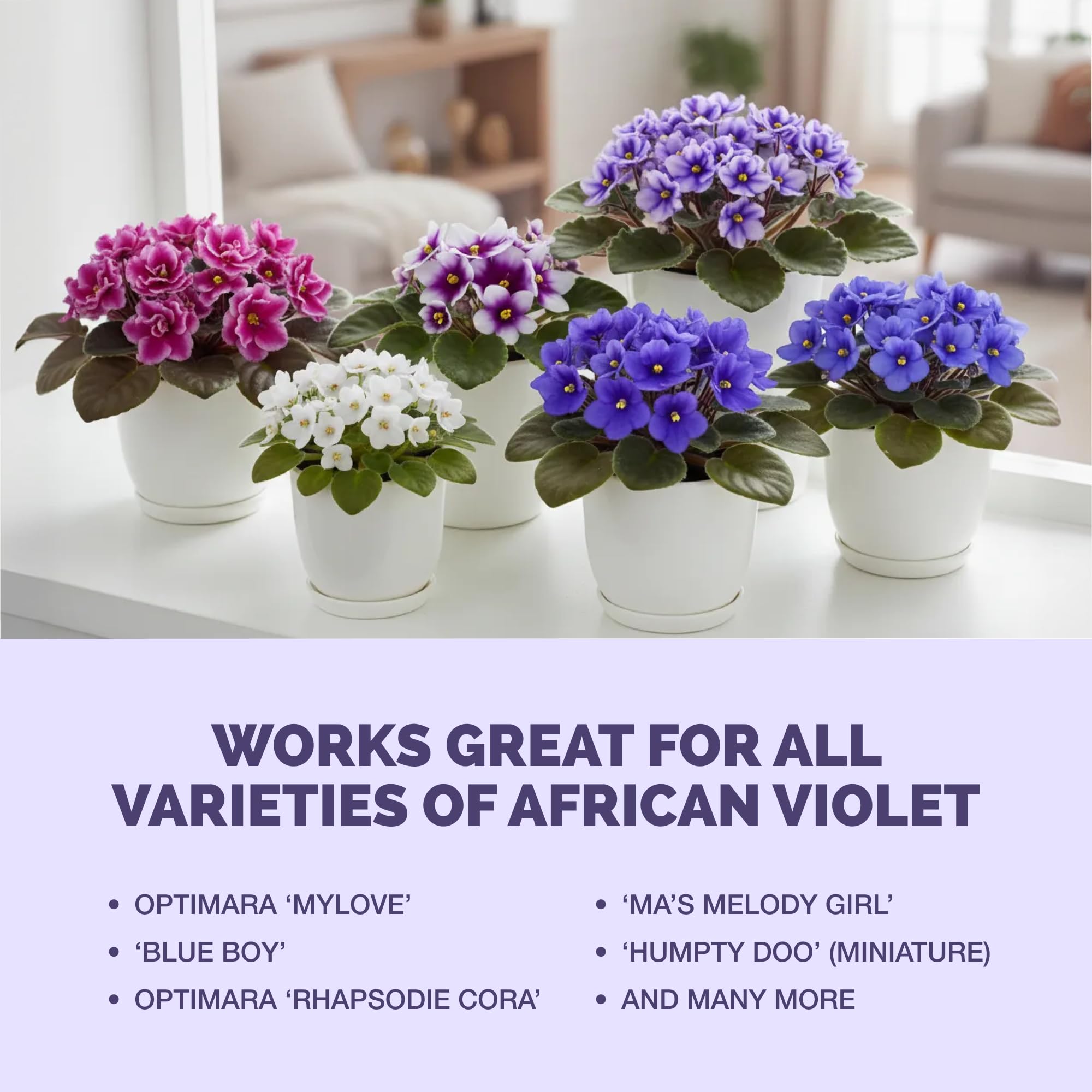 African violets thriving with TPS NUTRIENTS fertilizer