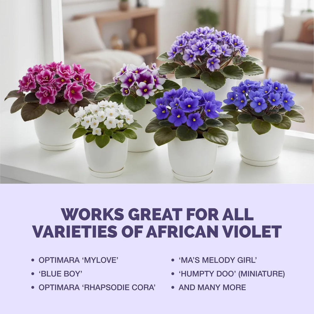 African violets thriving with TPS NUTRIENTS fertilizer