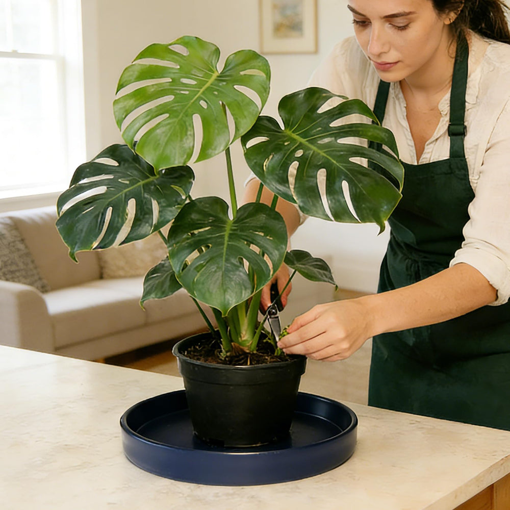 Afrine 12-inch plant saucer in outdoor setting