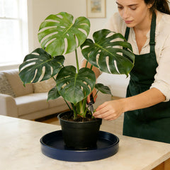 Afrine 12-inch plant saucer in outdoor setting