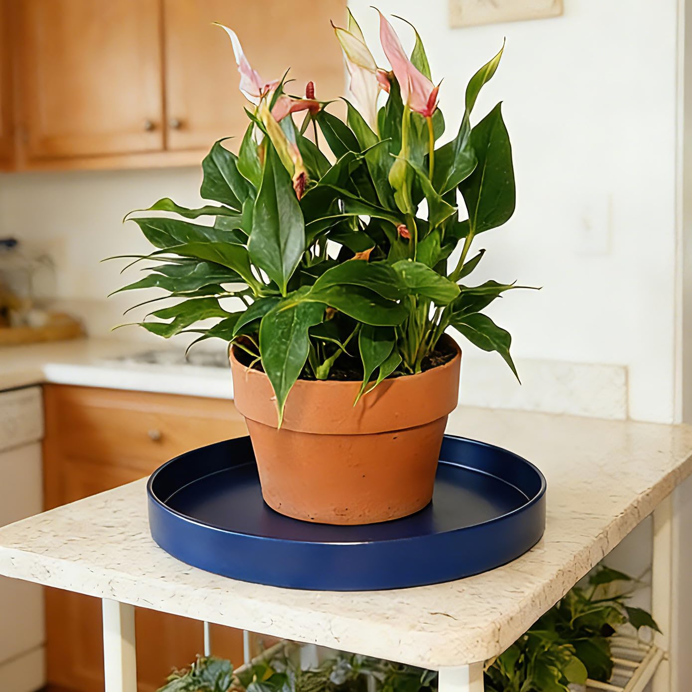 Afrine 12-inch plant saucer with a ceramic pot