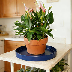 Afrine 12-inch plant saucer with a ceramic pot