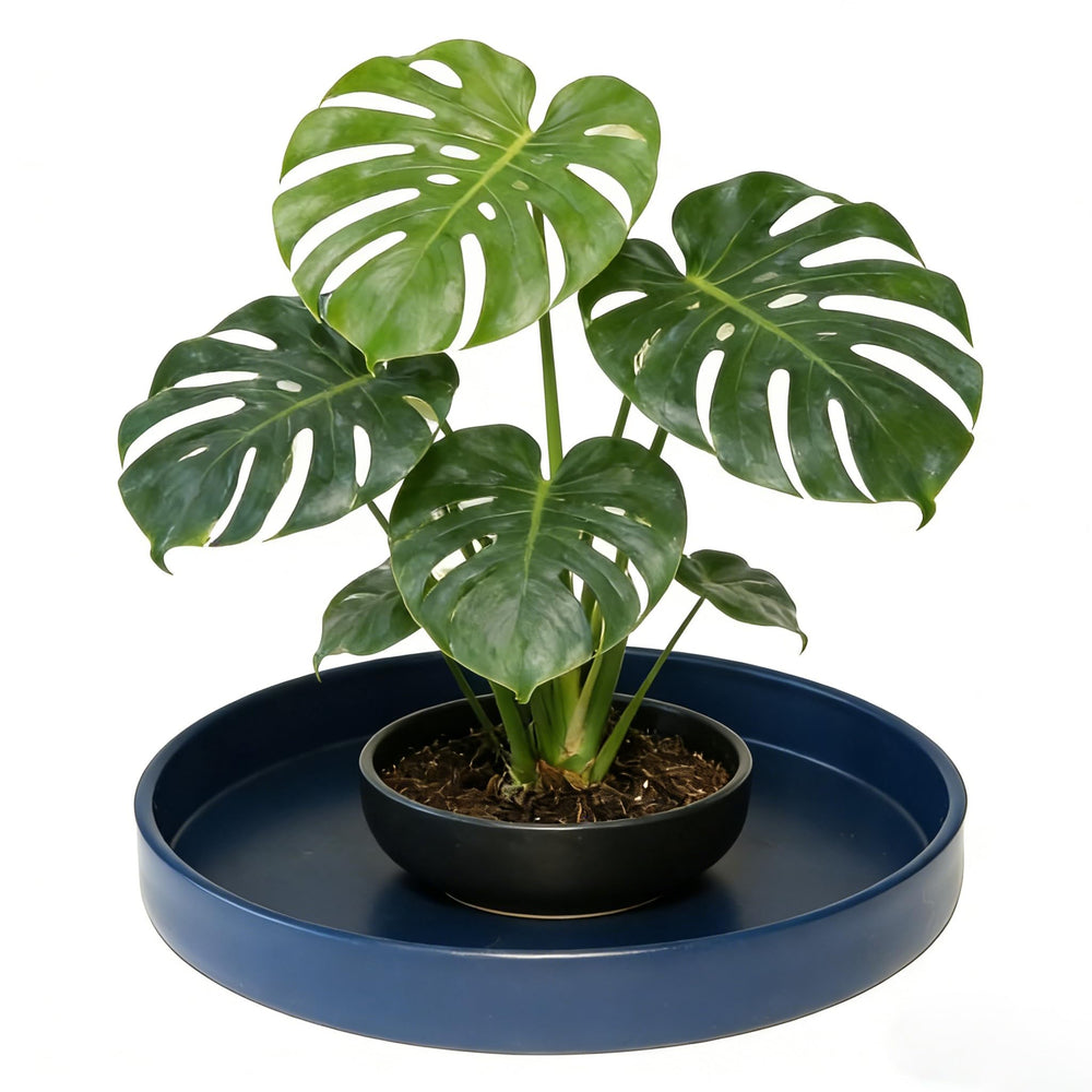 Afrine 12-inch plant saucer with decorative pebbles