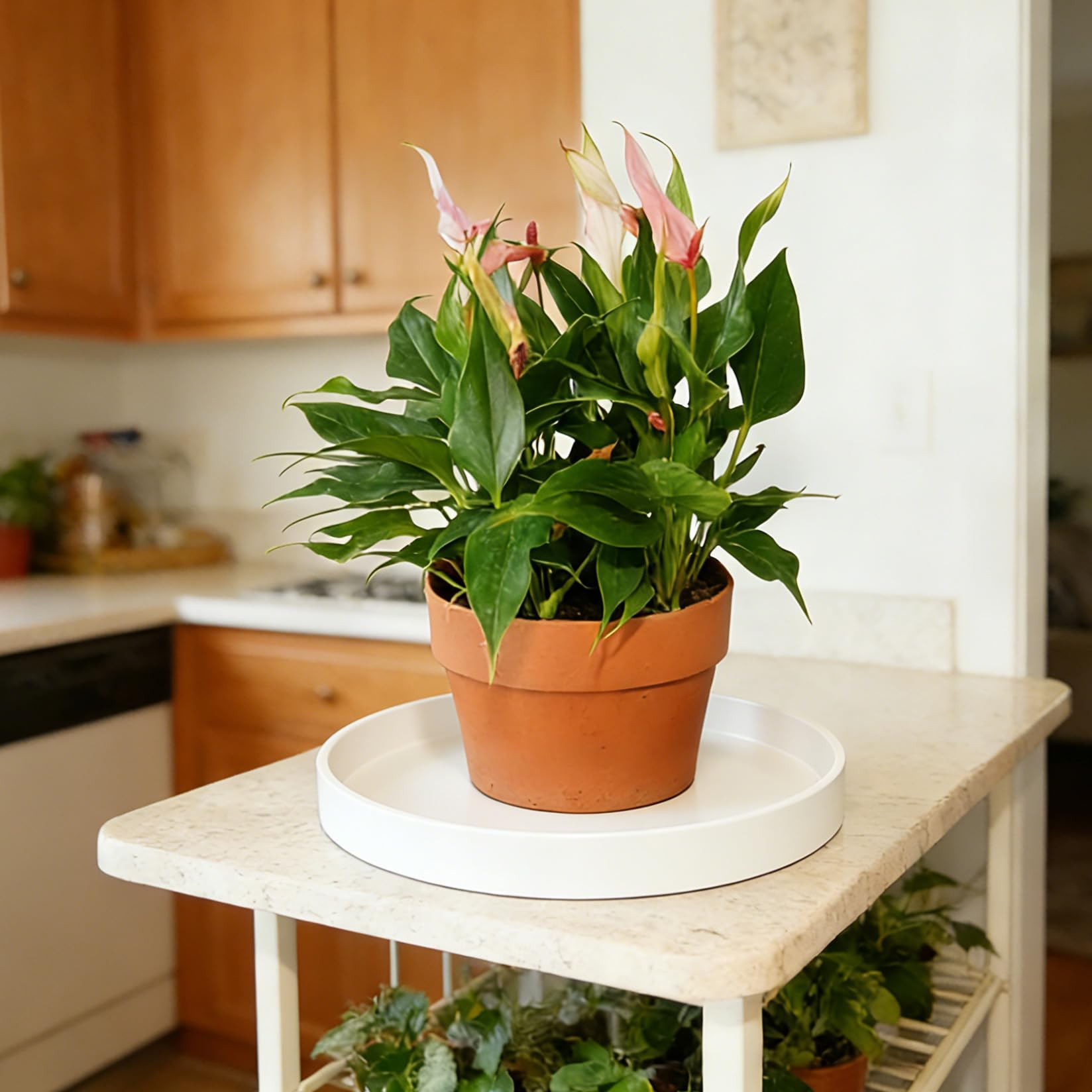 Afrine plant saucer outdoors on a patio table