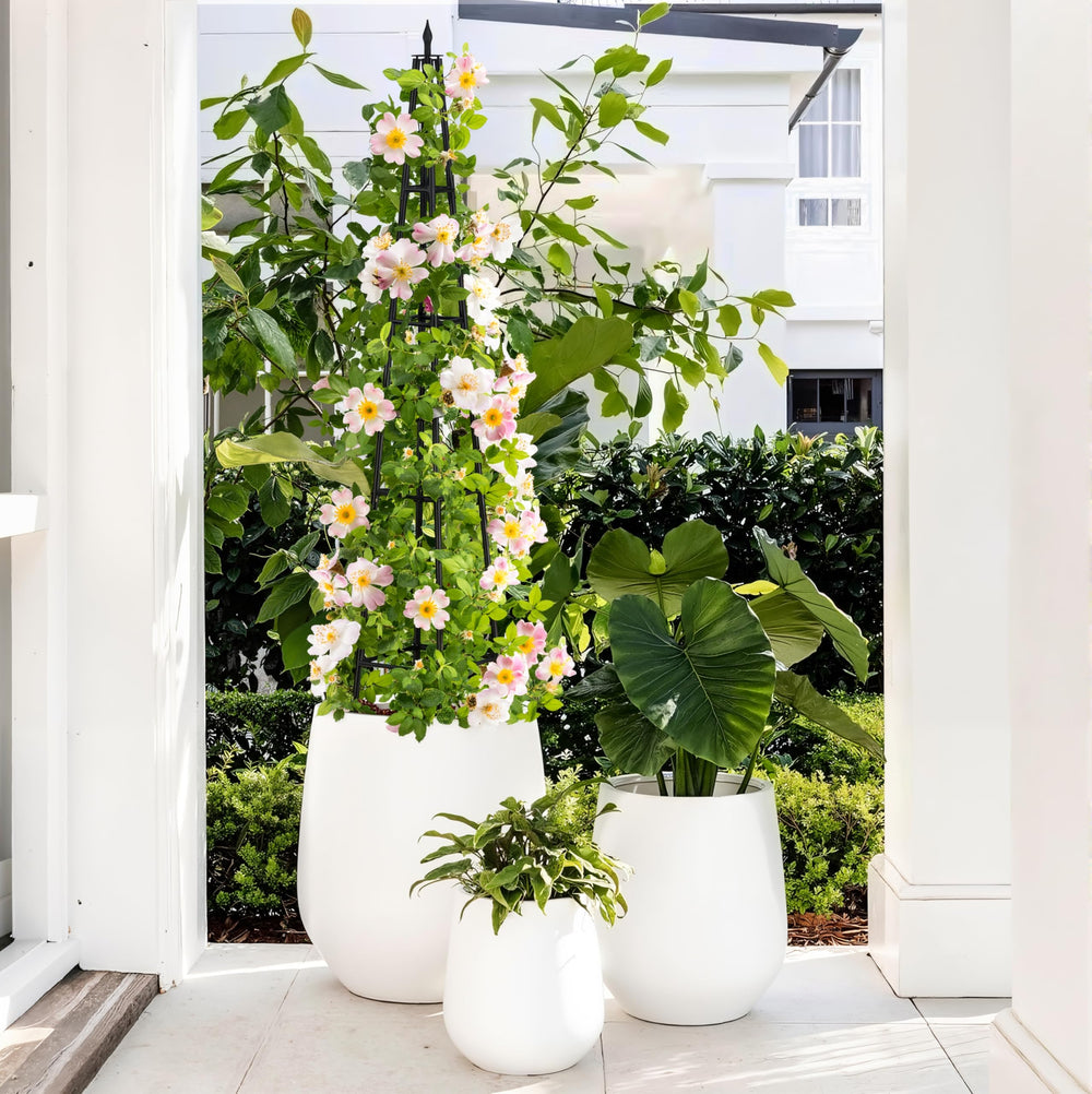AlisisFores 4 FT Obelisk Trellis in a container garden