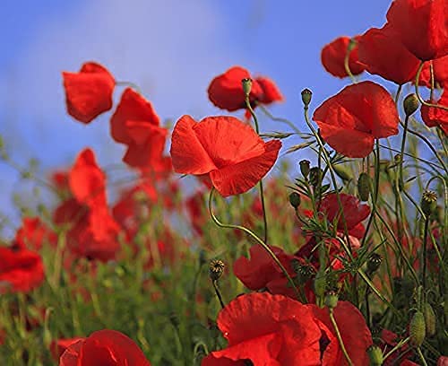 All 100 flower seed packets arranged for viewing