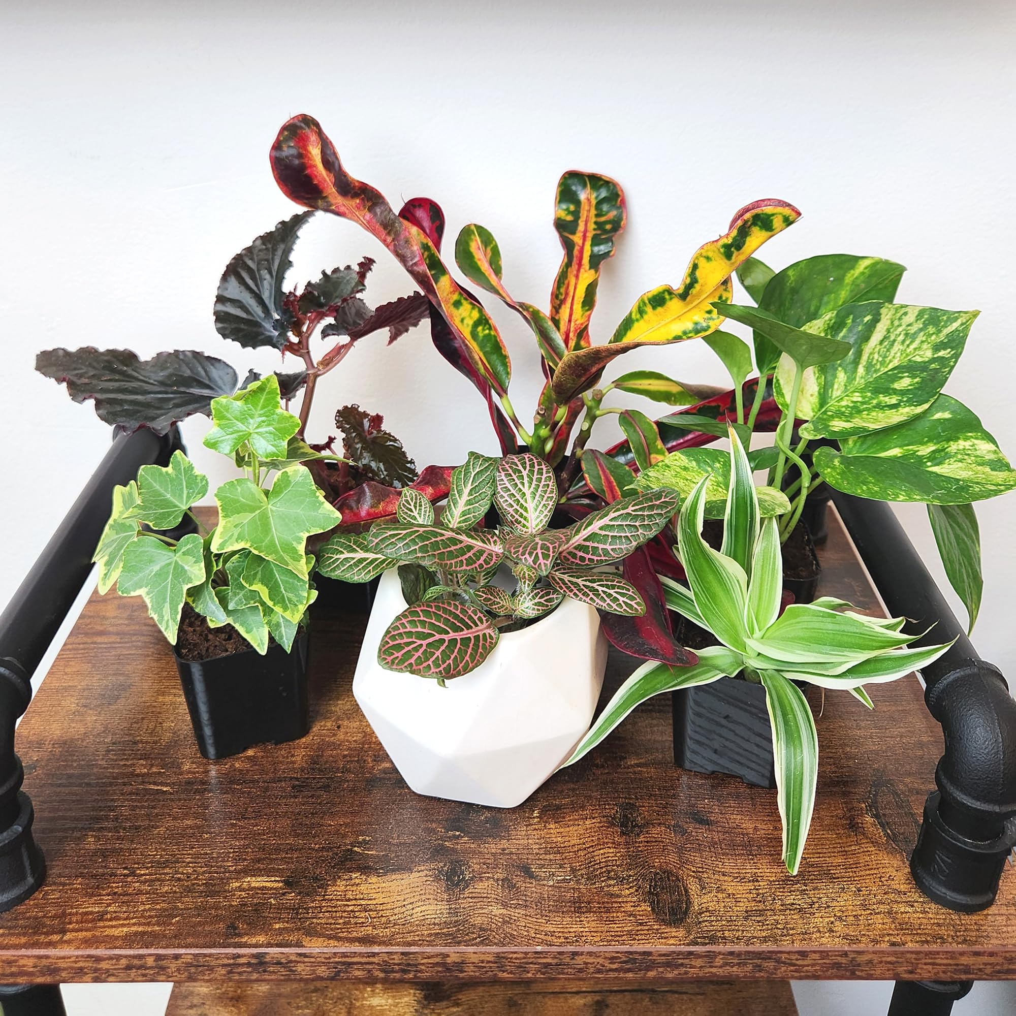 All six assorted houseplants in their pots