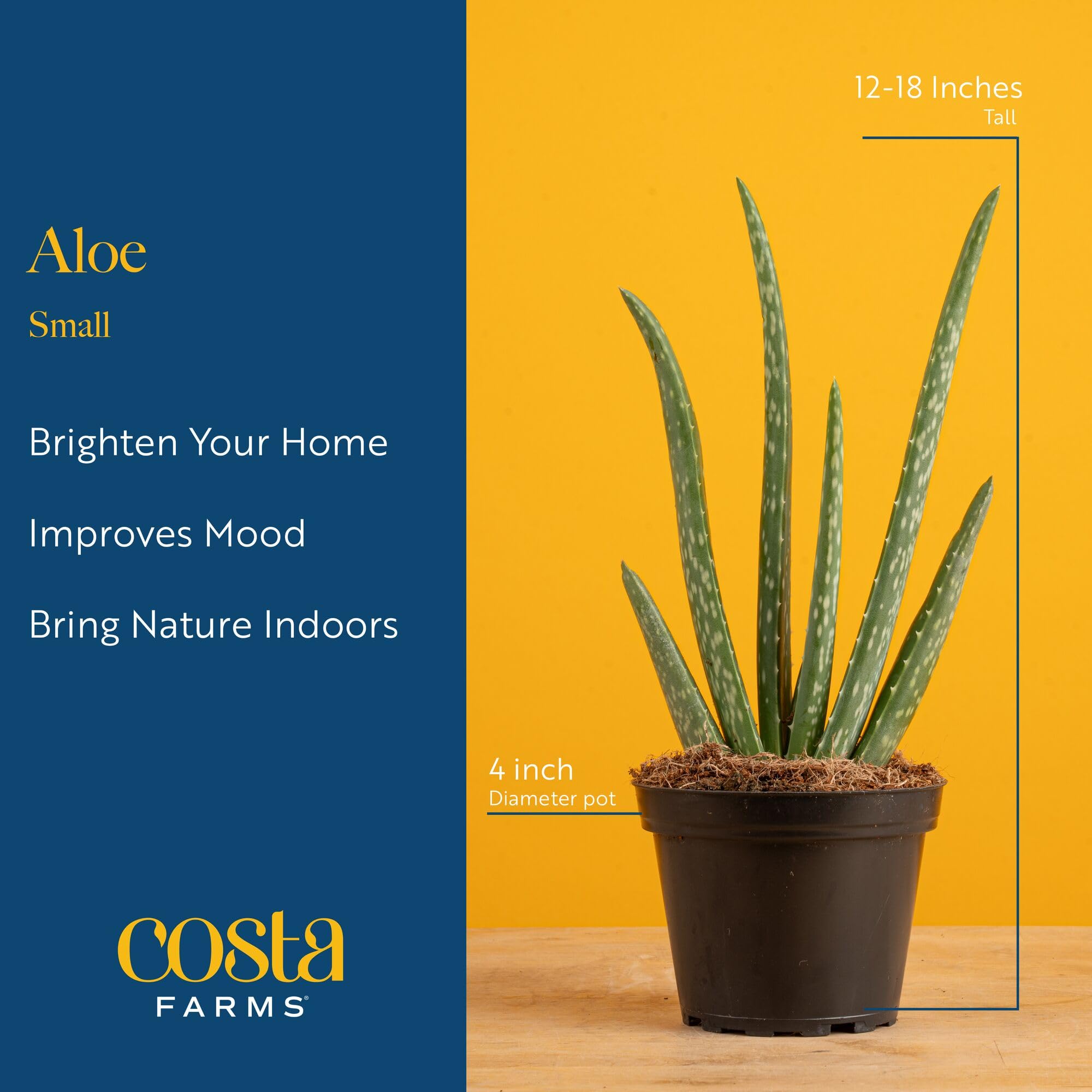 Aloe Vera plant on a kitchen counter with sunlight