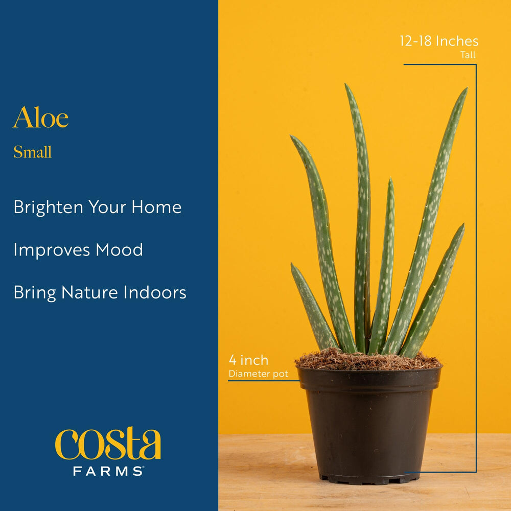 Aloe Vera plant on a kitchen counter with sunlight