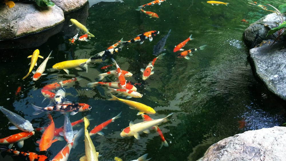 AlpineReach Koi Pond Netting Kit packaging view
