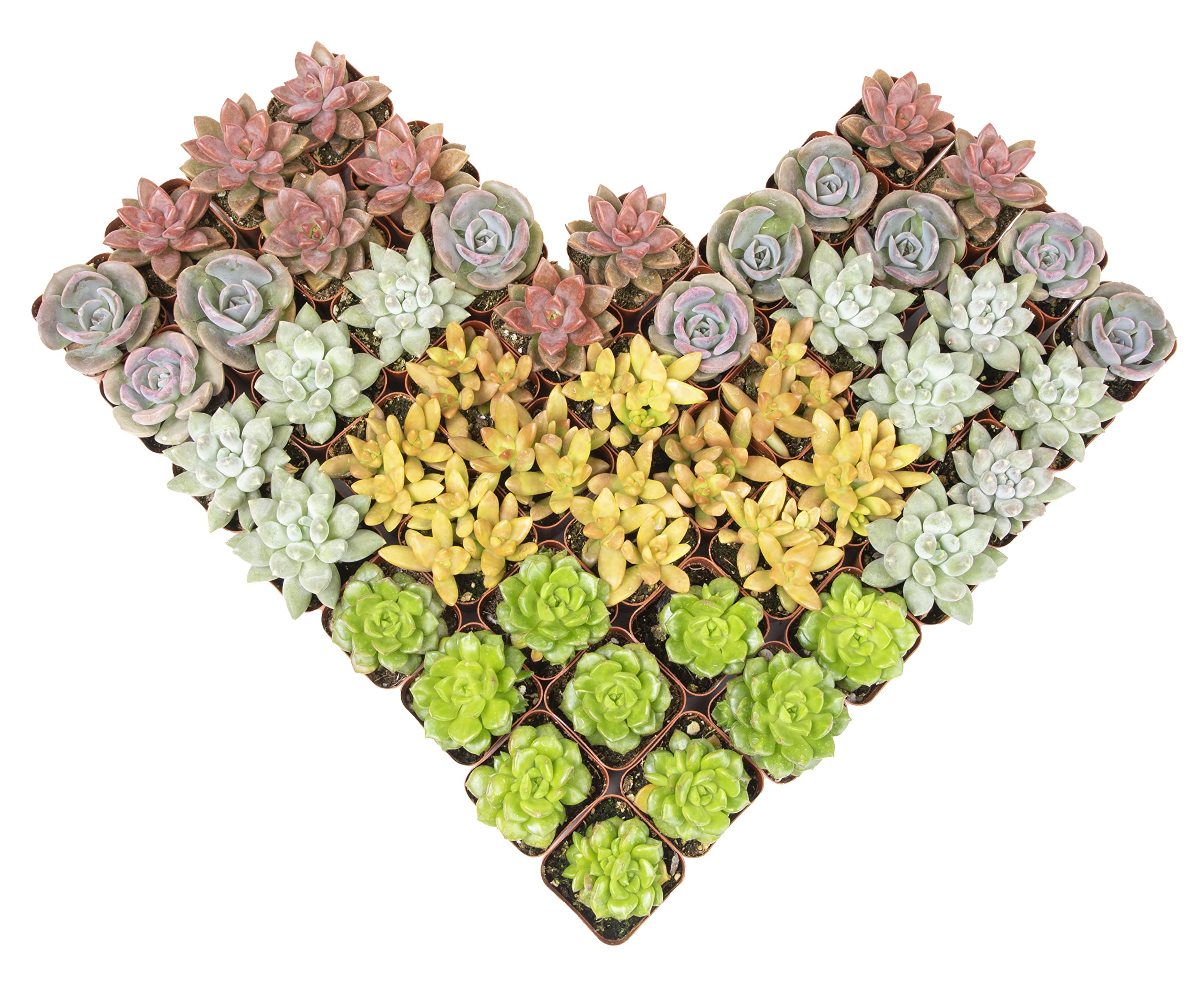 Altman Plants 50 pack assorted succulents in 2-inch pots
