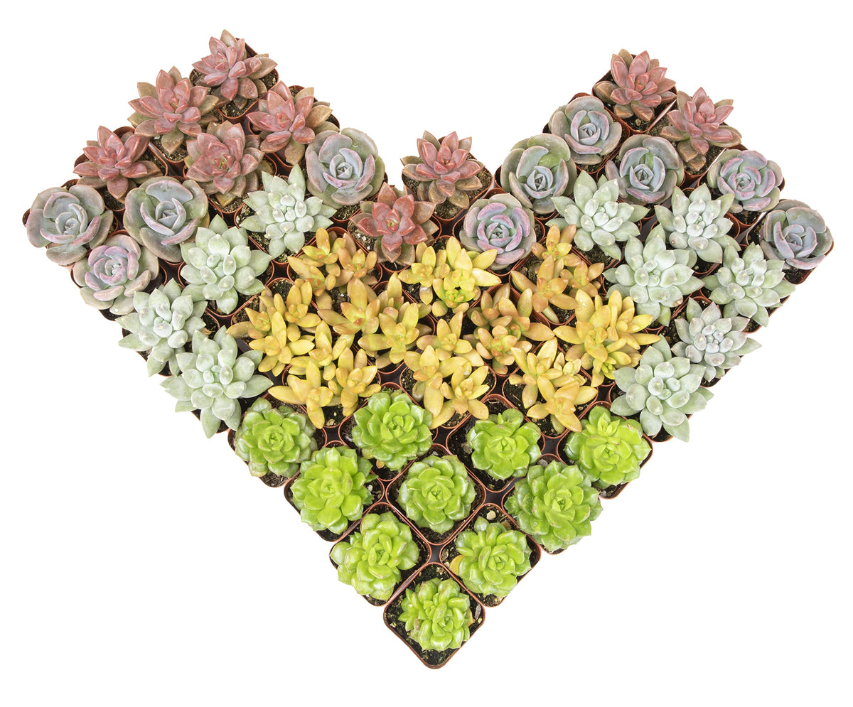 Altman Plants 50 pack assorted succulents in 2-inch pots
