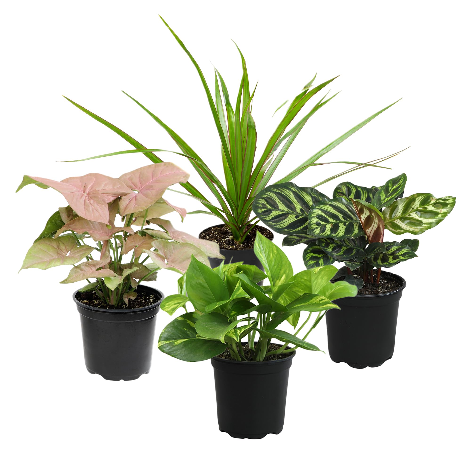 Altman Plants Classic Houseplant Collection four indoor plants in 4 inch pots