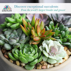 Altman Plants succulents in a wedding centrepiece