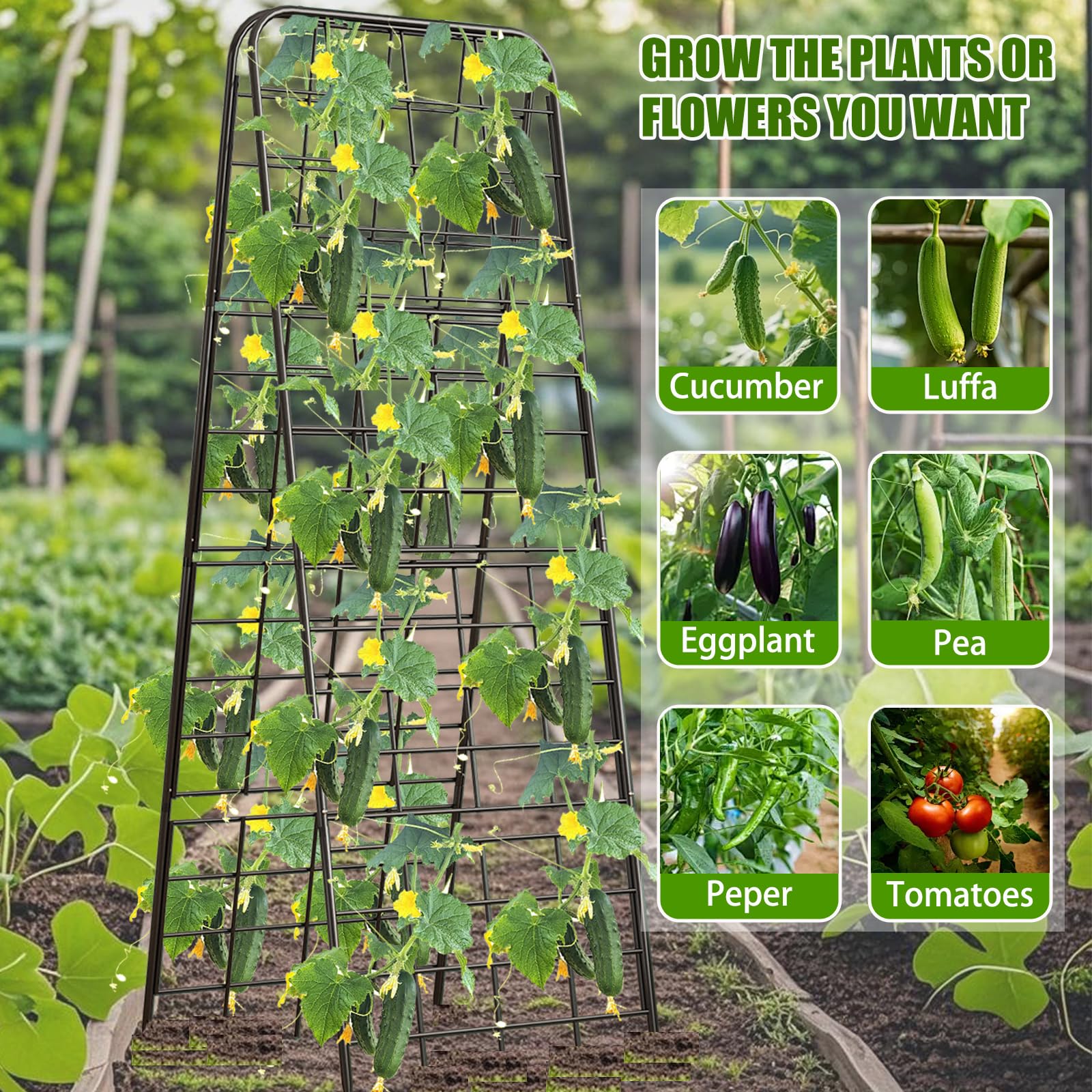Alxcellion trellis in a compact urban garden