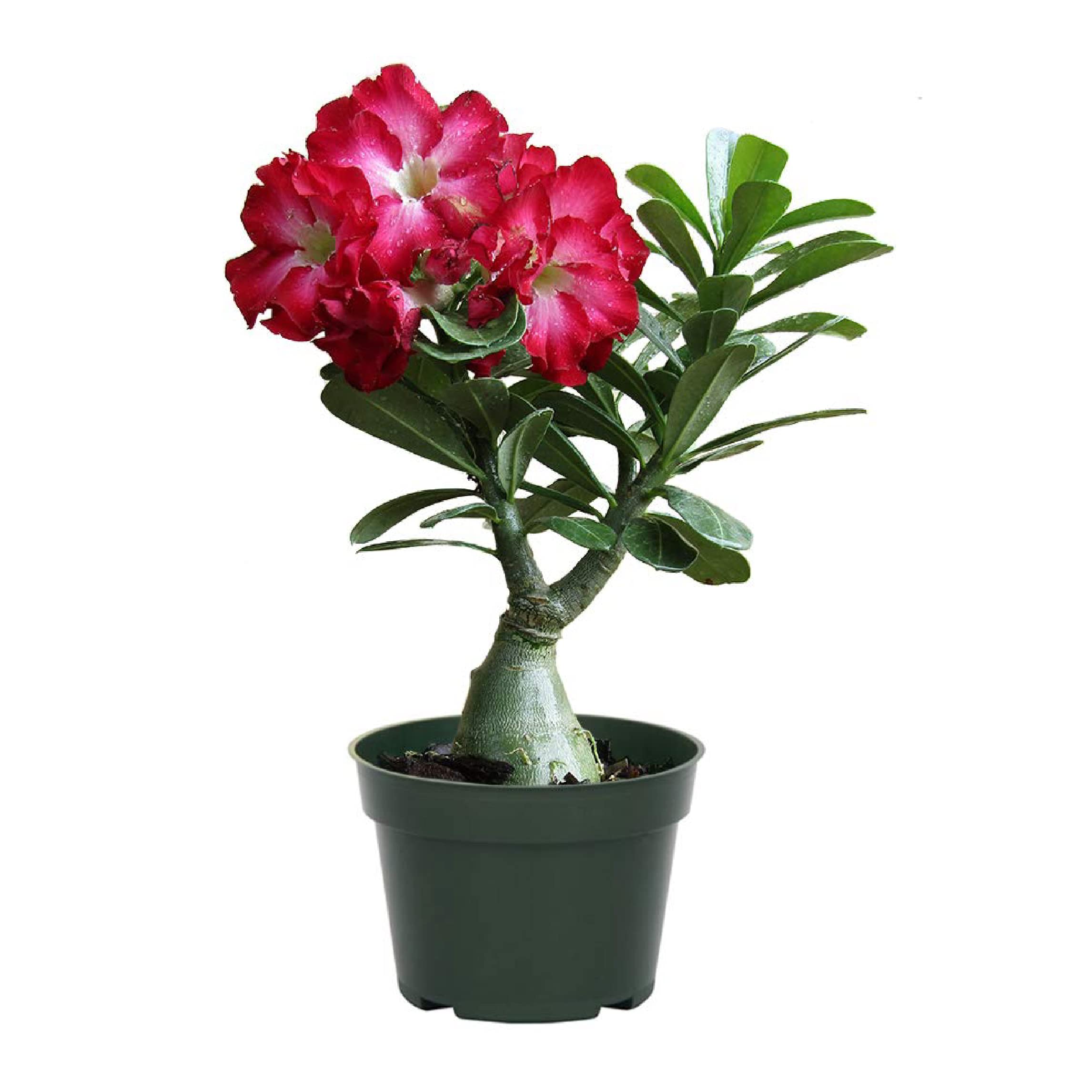 American Plant Exchange Desert Rose succulent in 6-inch pot
