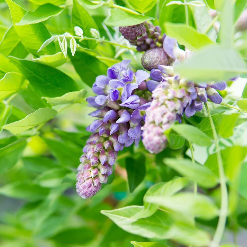 Amethyst Falls Wisteria climbing a trellis in a sunny garden