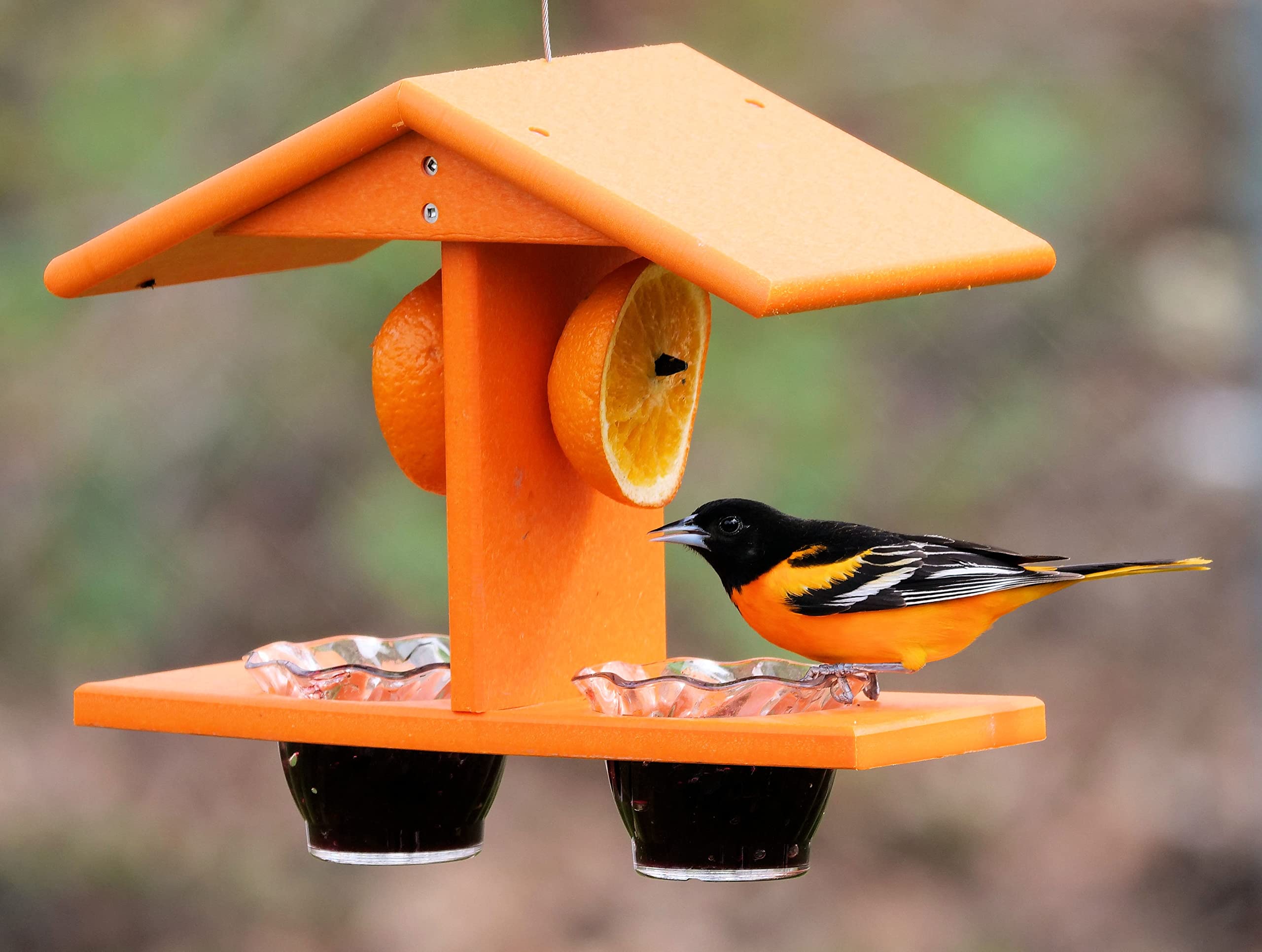 AmishToyBox Oriole Bird Feeder front view, orange with jelly cups
