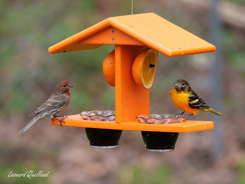 AmishToyBox Oriole Bird Feeder with pegs for orange halves
