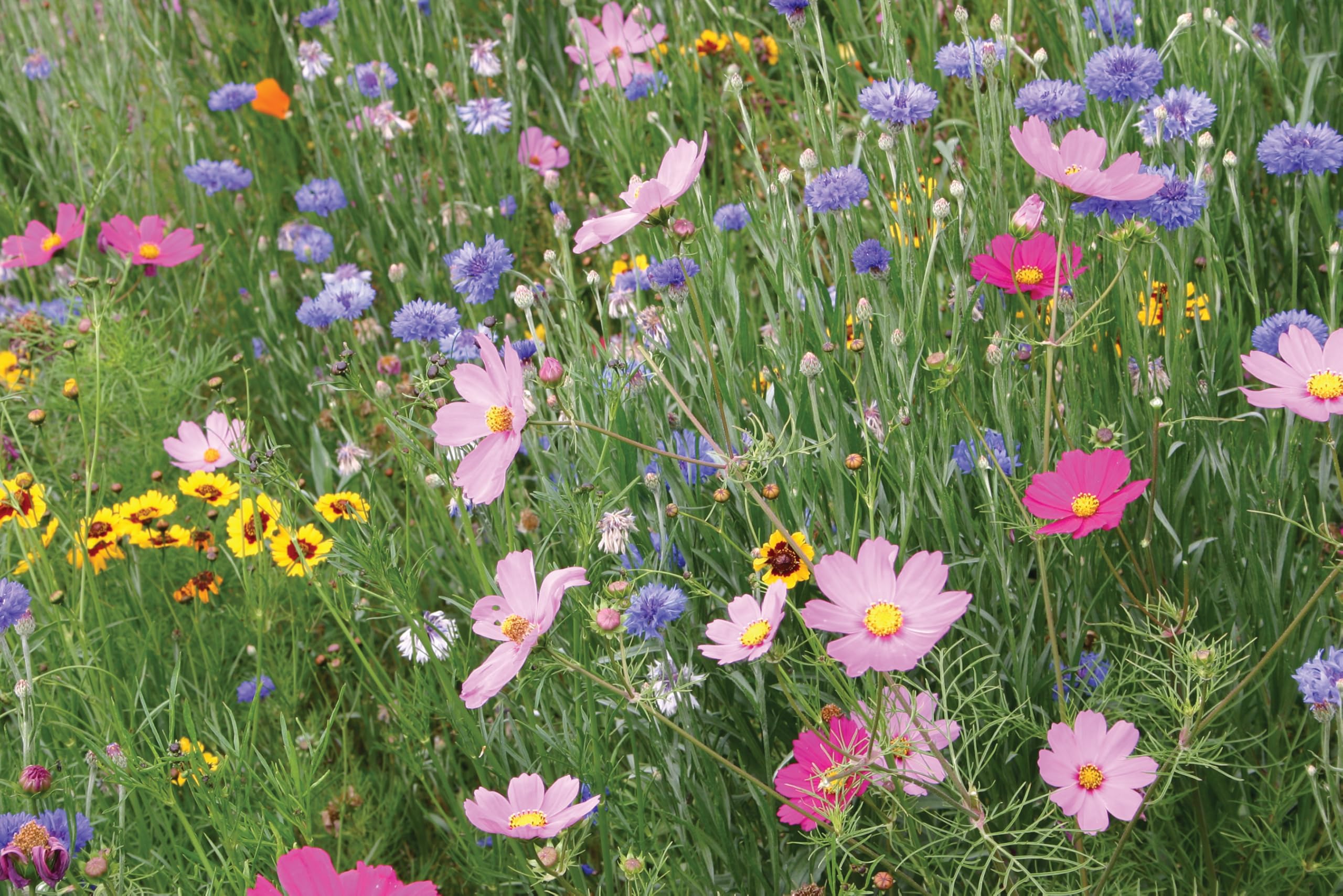 Amturf Wildflower Garden Blanket rolled out in a garden setting