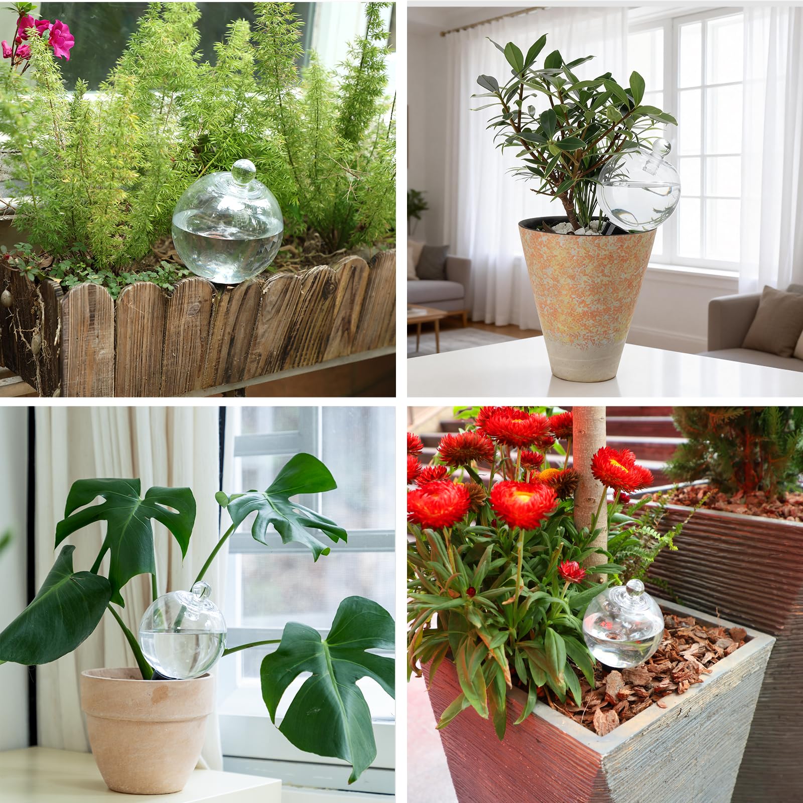 Ansberta Plant Watering Globes beside indoor plants