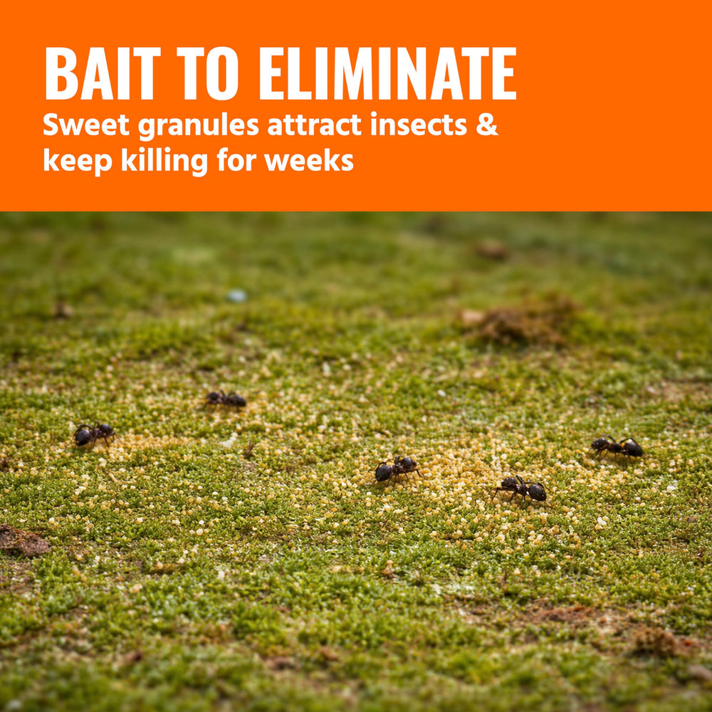Ants attracted to Terro bait on the ground