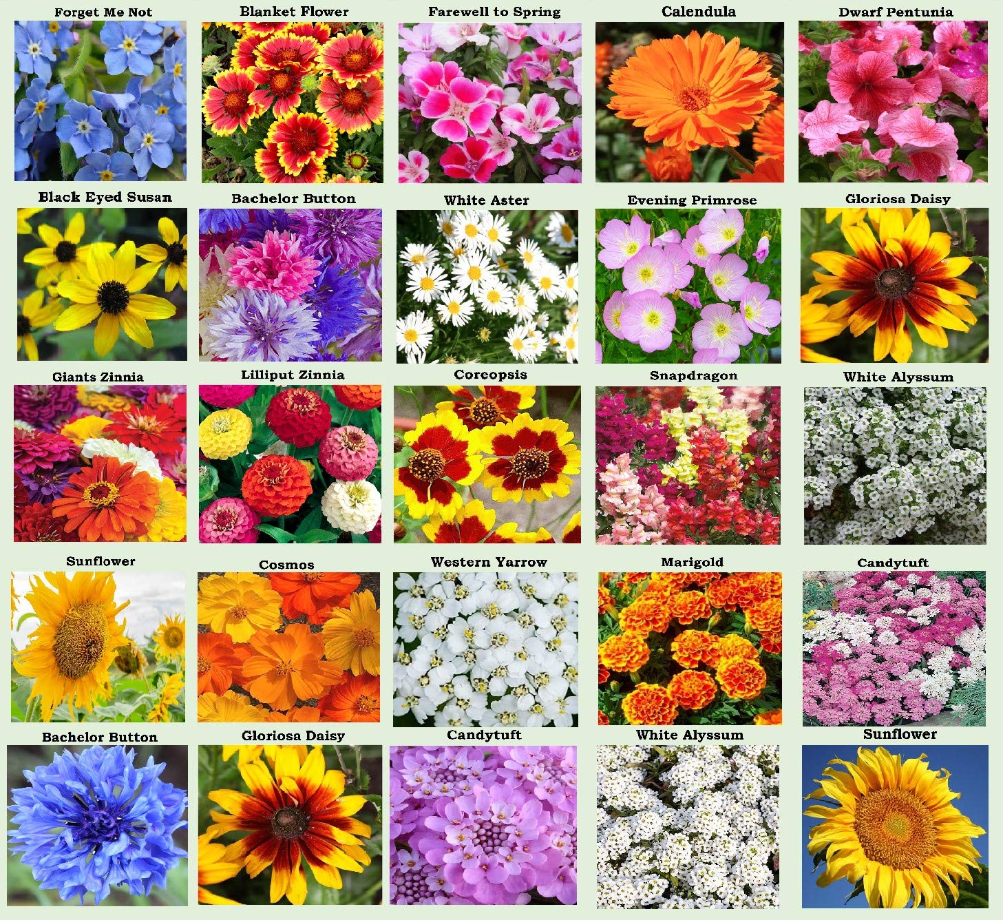 Apexmode 25 Heirloom Flower Seed Packets front view