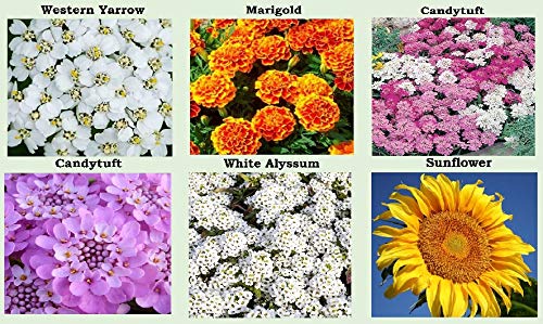 Apexmode flower seeds in a garden setting