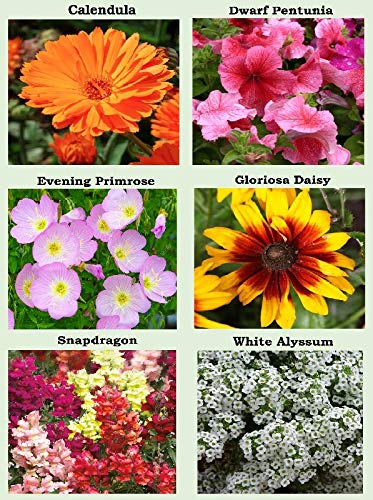 Apexmode seed packets showing sunflower and marigold seeds