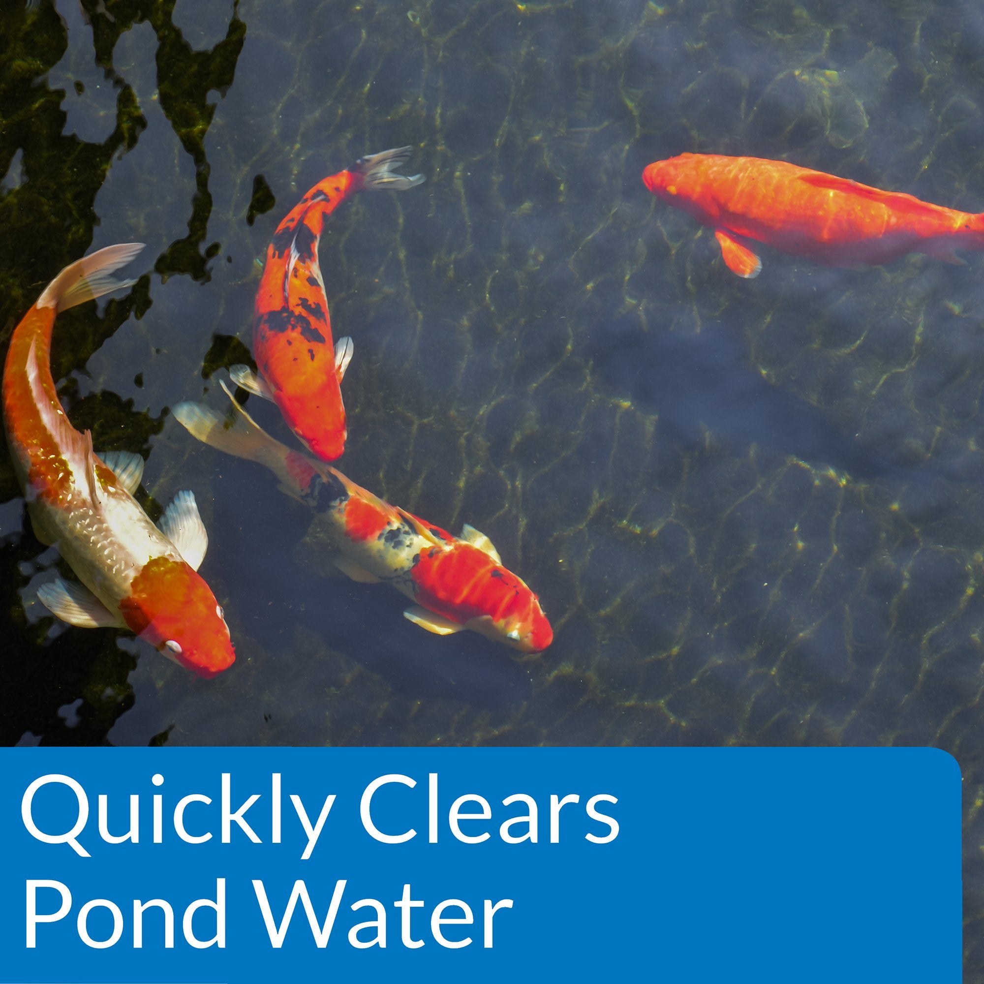 API Pond ACCU-Clear 1-Gallon bottle with application instructions