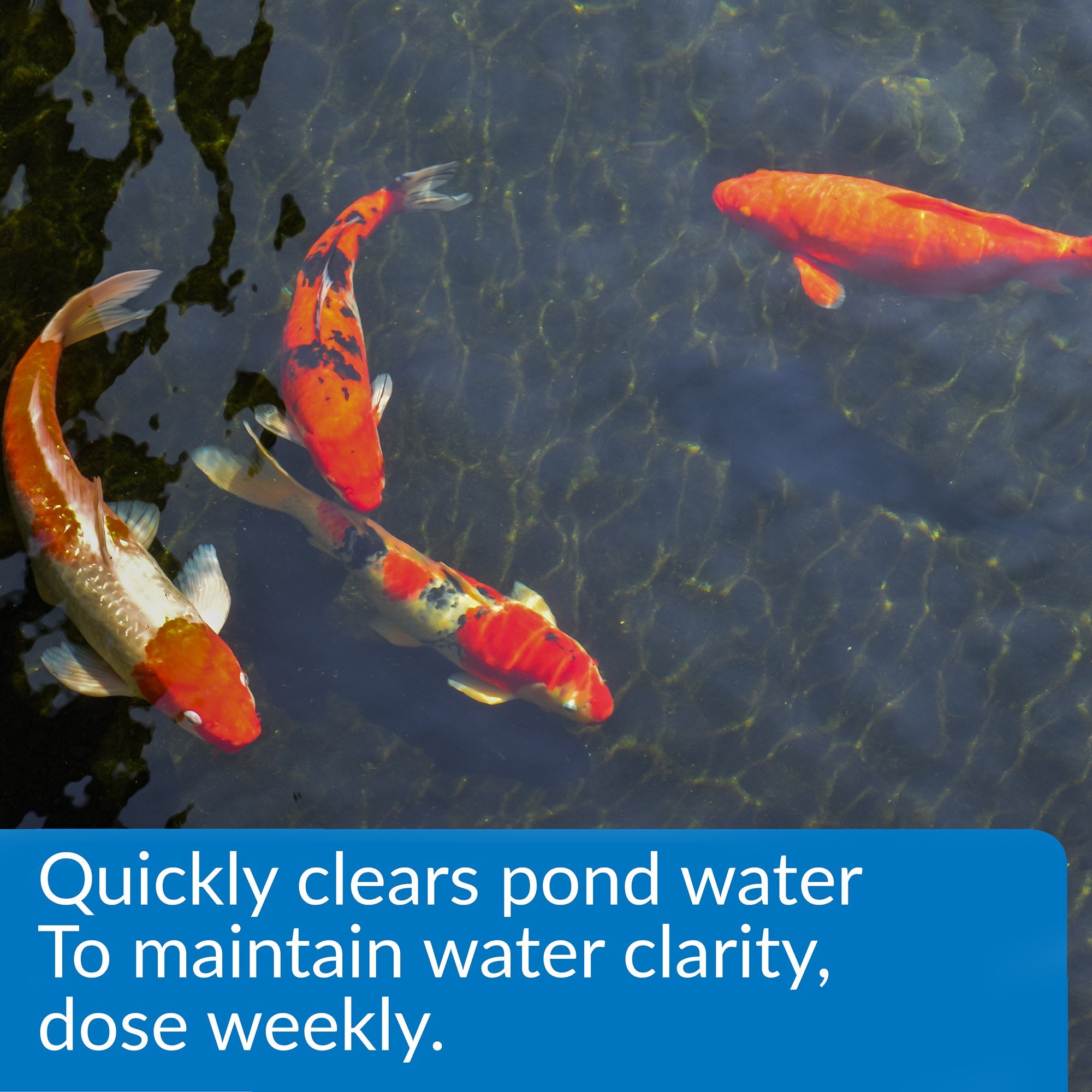API Pond ACCU-Clear liquid clarifier pouring into pond