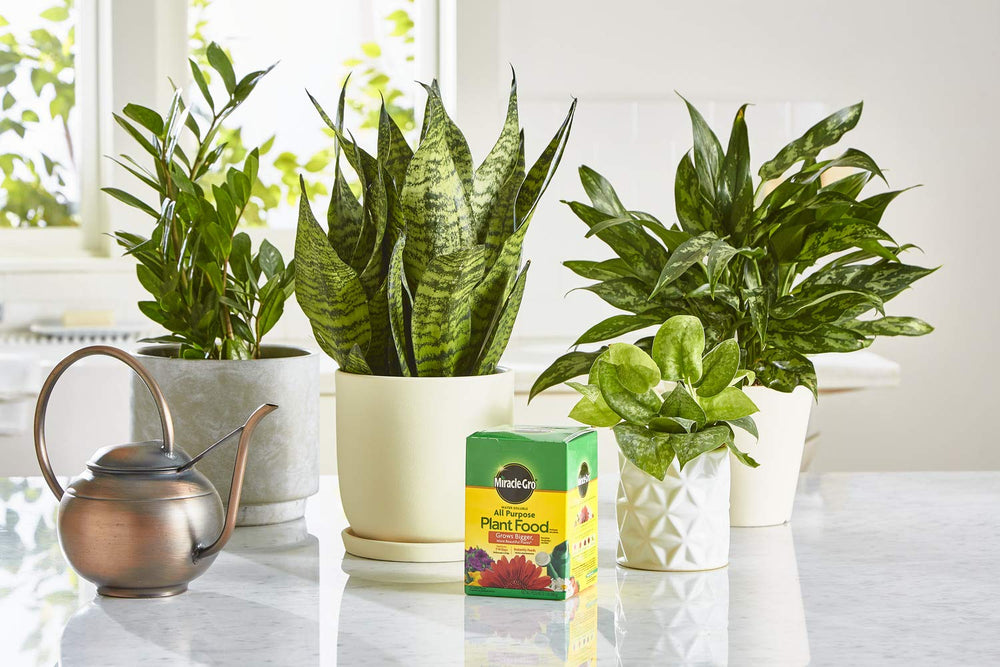 Application instructions for Miracle-Gro Water Soluble Plant Food