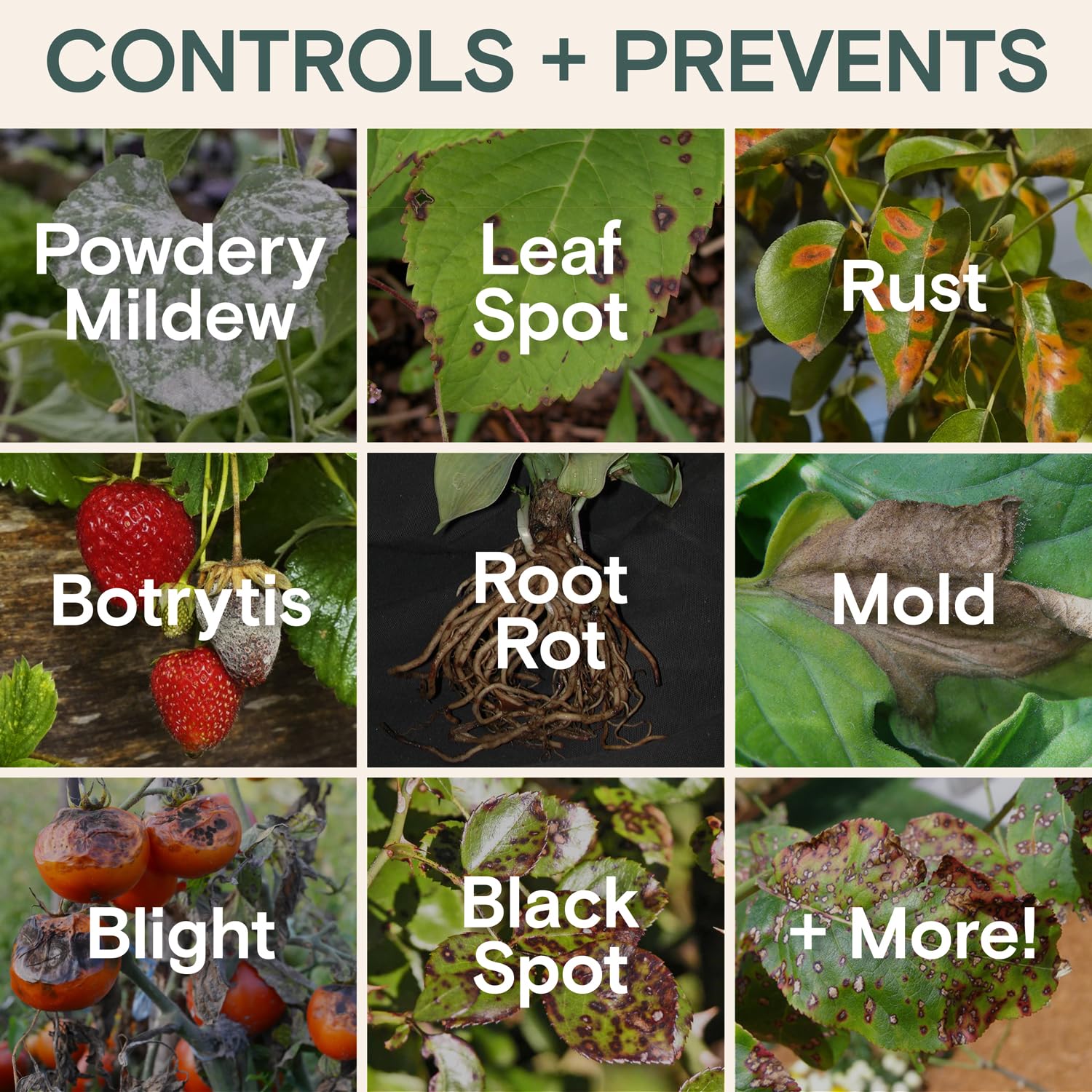 Application of ARBER Organic Plant Food on houseplants
