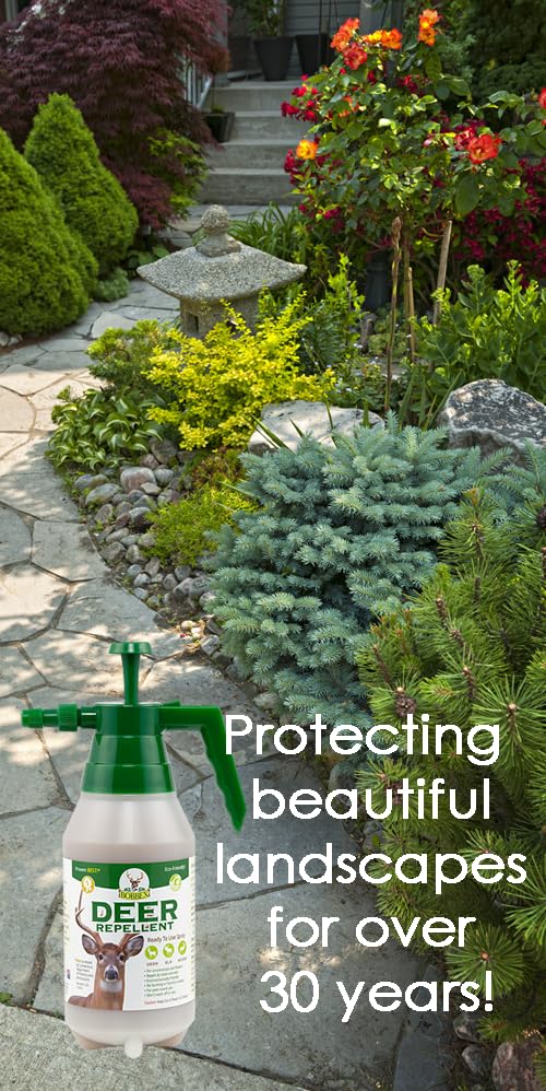 Application of Bobbex Deer Repellent on garden plants