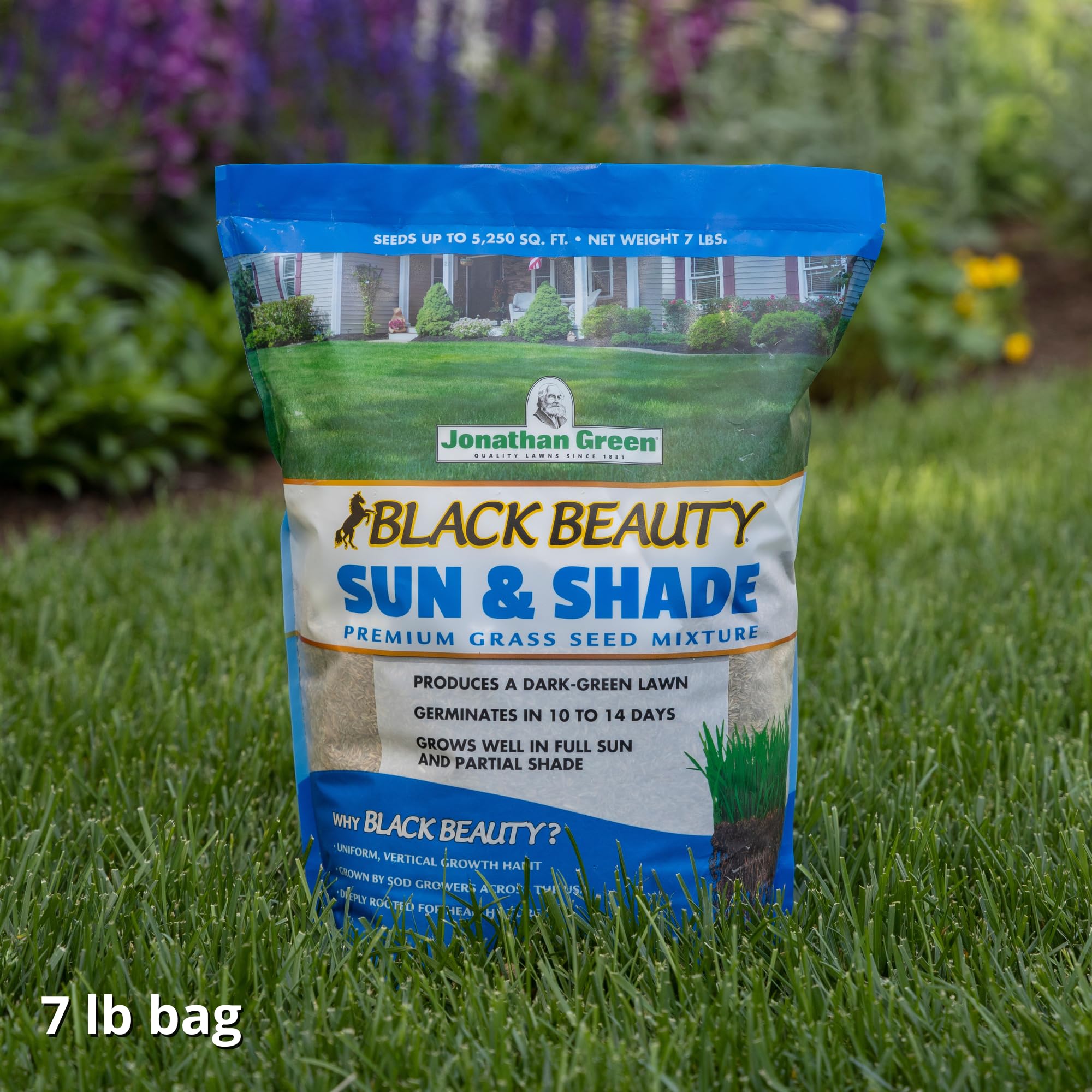 Application of Jonathan Green Black Beauty Grass Seed in lawn