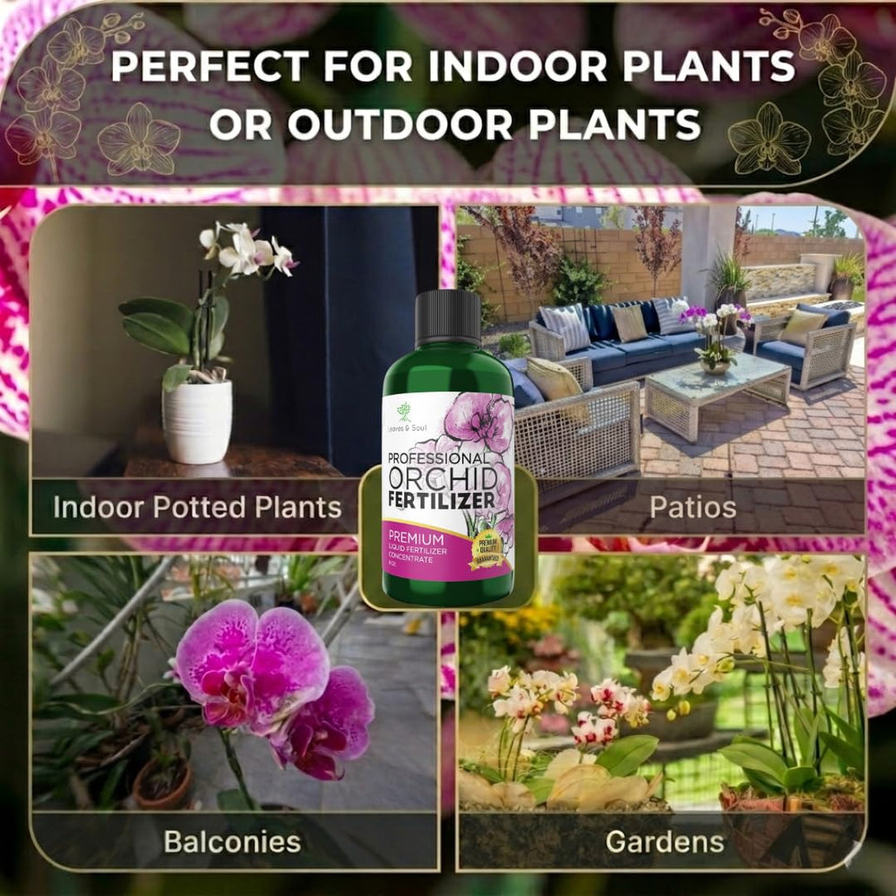 Application of orchid fertilizer on potted plants