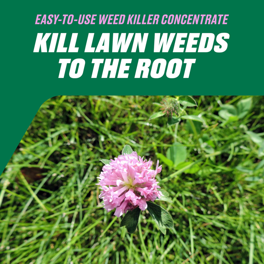 Application of Ortho Chickweed, Clover & Oxalis Killer on grass
