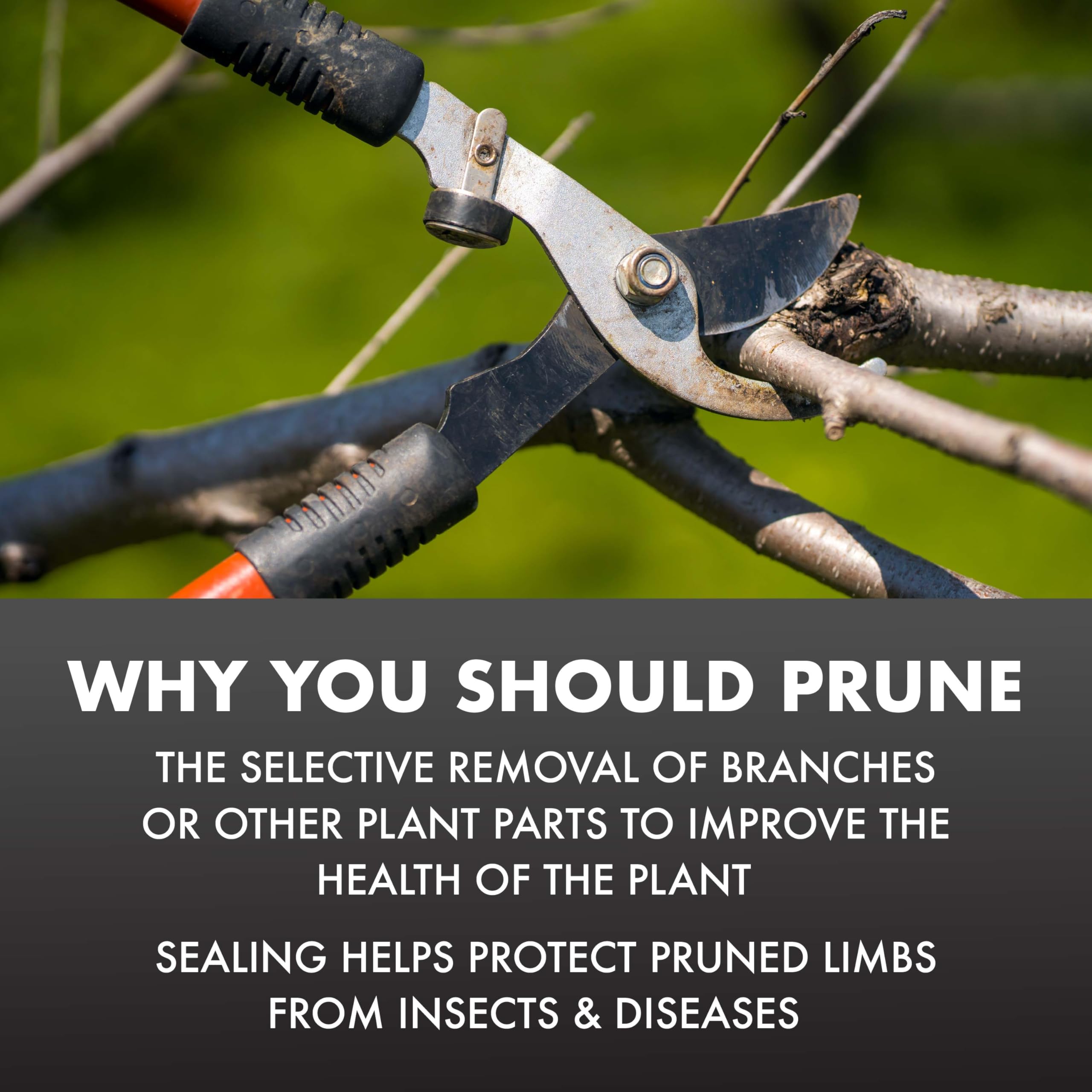 Application of Spectracide Pruning Seal on plants