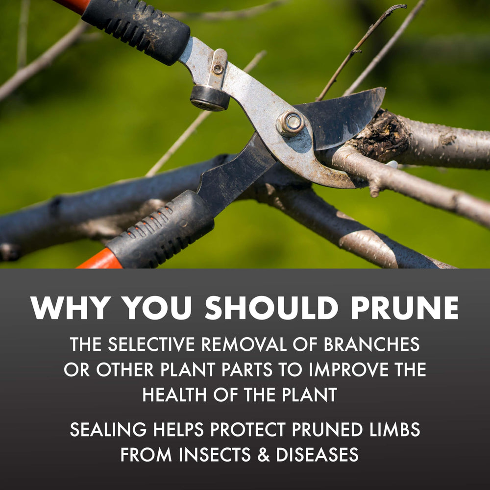 Application of Spectracide Pruning Seal on plants