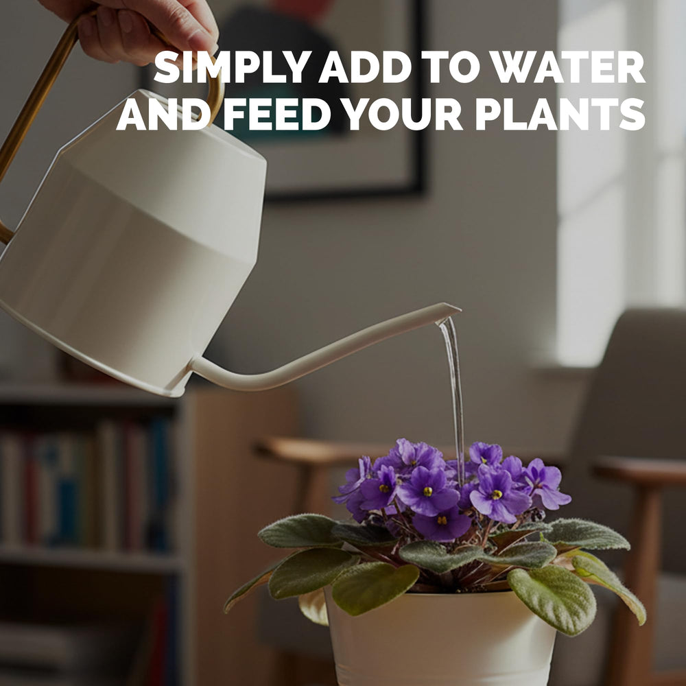 Application of TPS NUTRIENTS African Violet Fertilizer on indoor plants