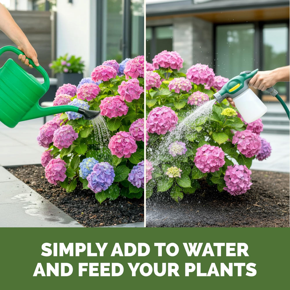 Application of TPS NUTRIENTS Hydrangea Fertilizer on plants