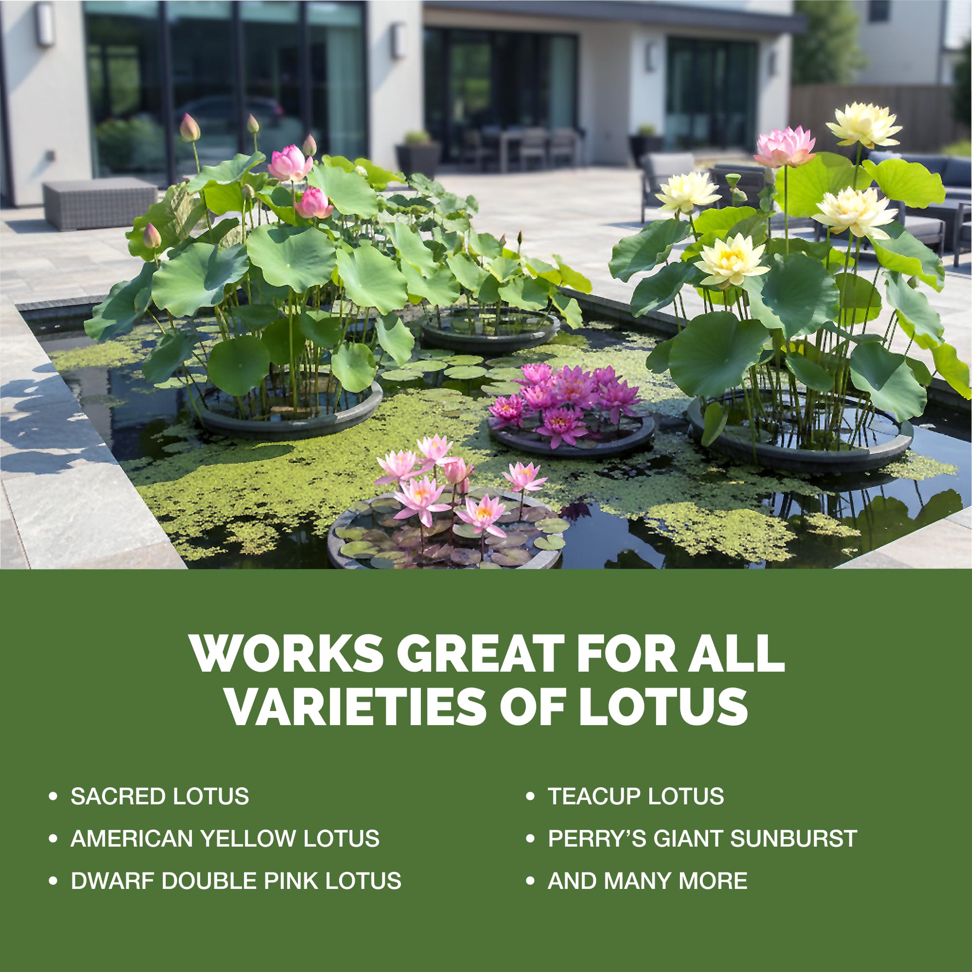 Application of TPS NUTRIENTS Lotus Fertilizer in a pond