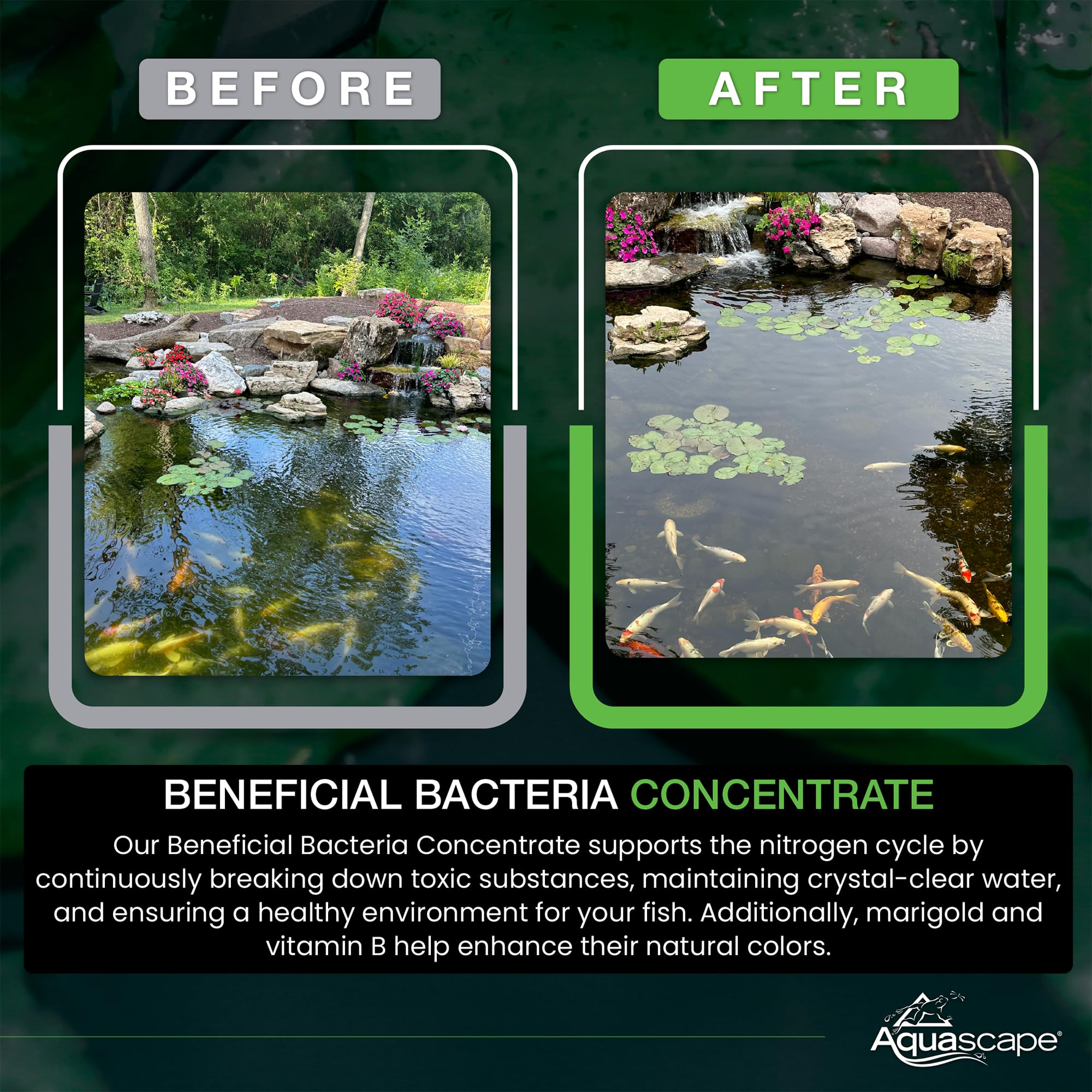 Aquascape beneficial bacteria in use in a pond