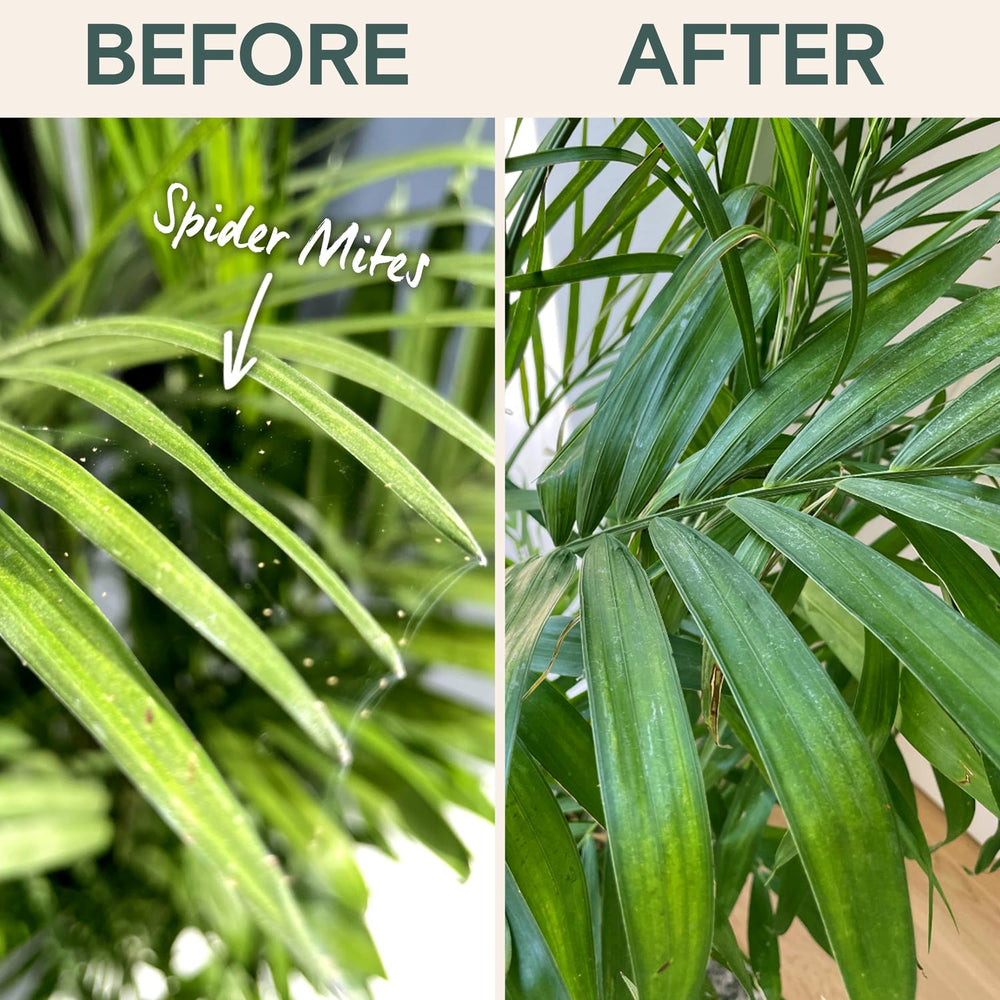 ARBER Organic Insecticide Spray with plants in background