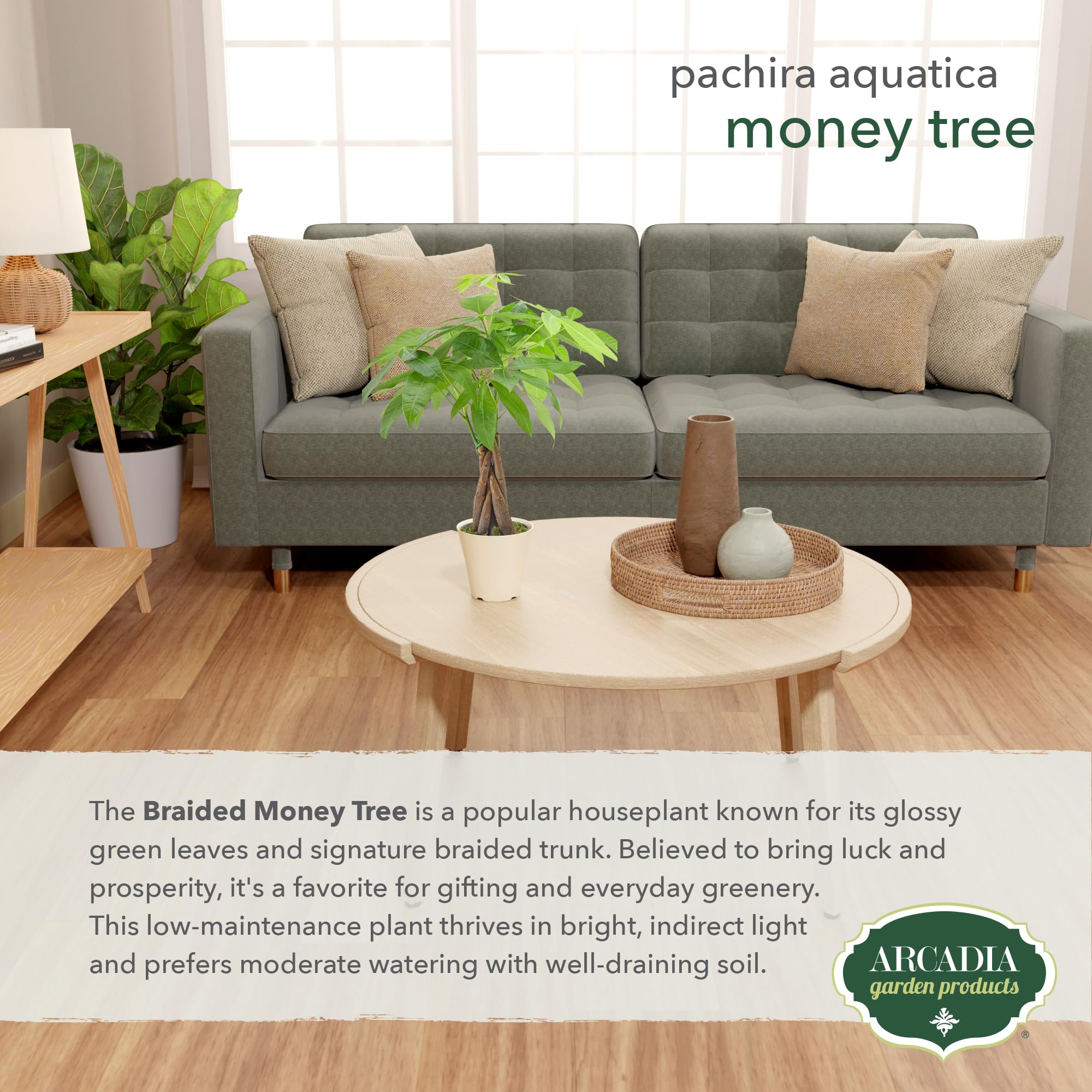 Arcadia Garden Products branded pot with Money Tree
