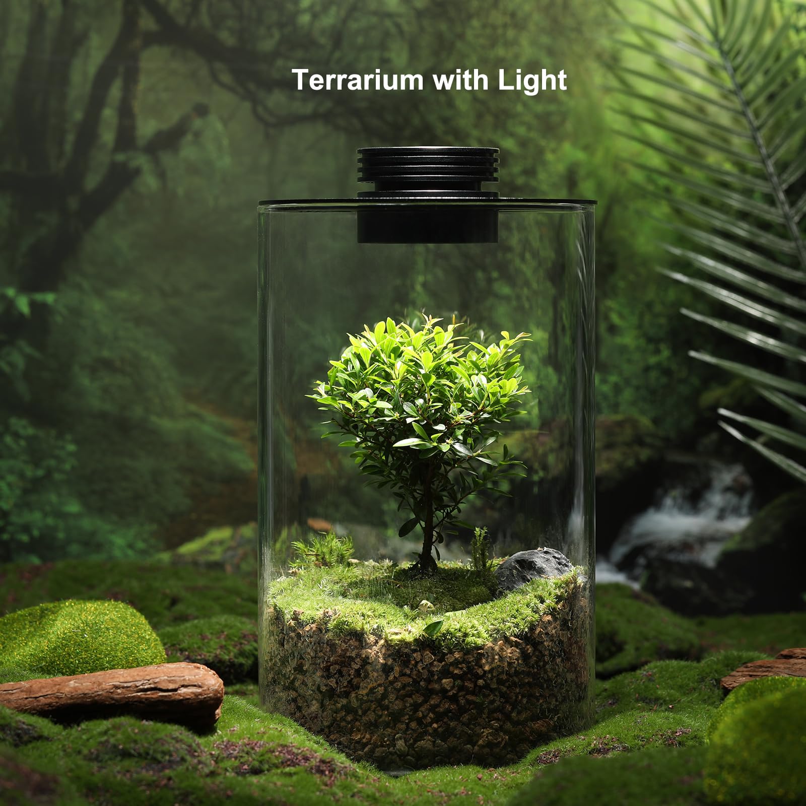AREPK Glass Terrarium side view showing plant arrangement